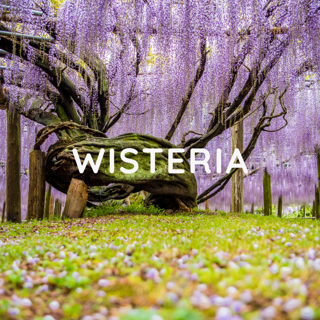 Wisteria — Spring Awakening Collection | Crystal Clarity Co.