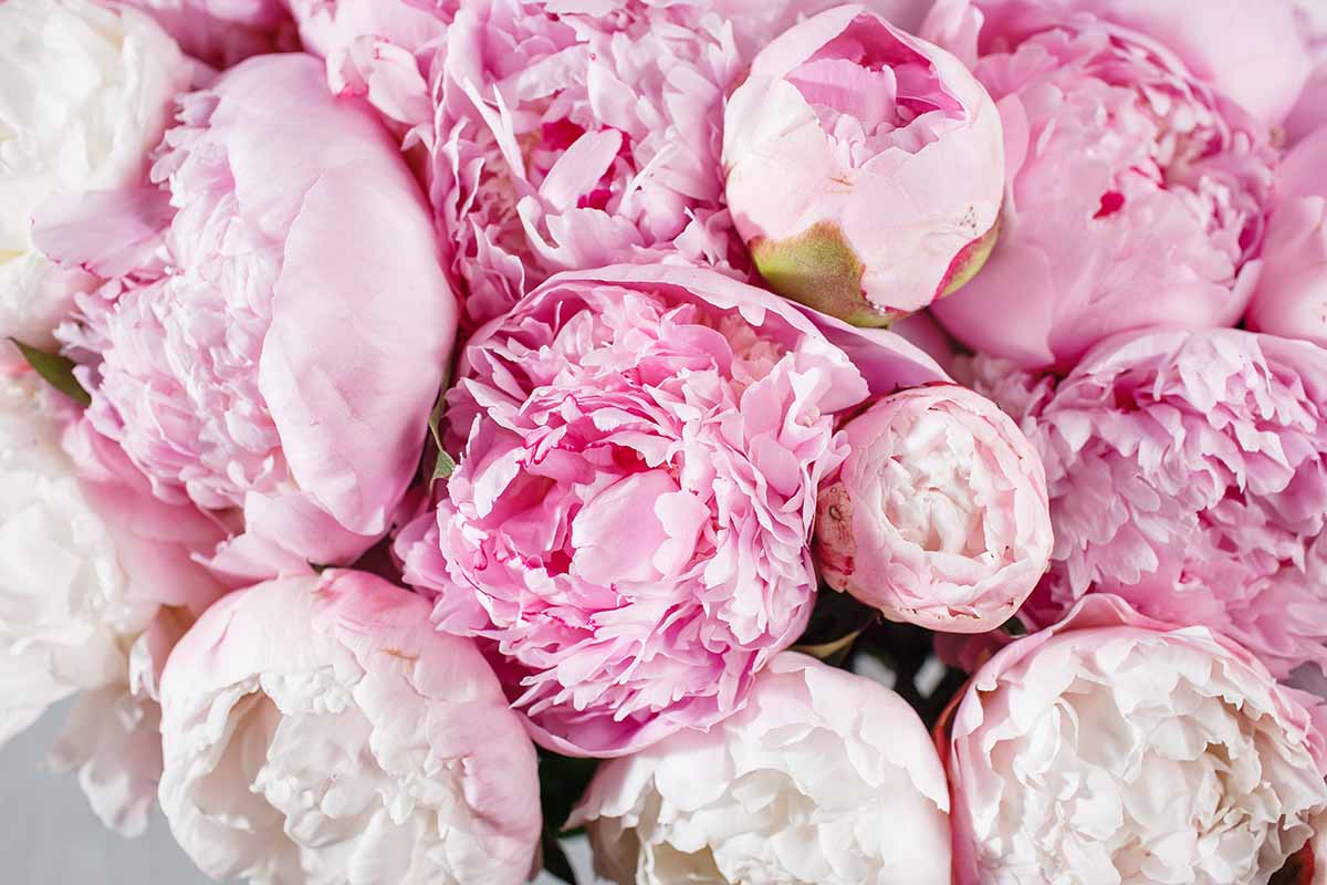 Peony – Floral Luxury Wooden Wick Candle